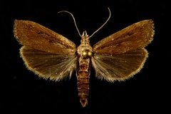 Occidentalia comptulatalis