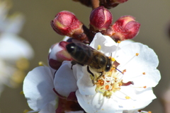 Apis mellifera