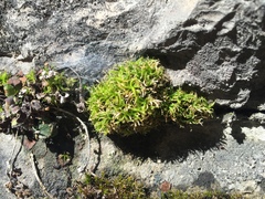 Vinealobryum vineale