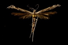 Oidaematophorus grisescens