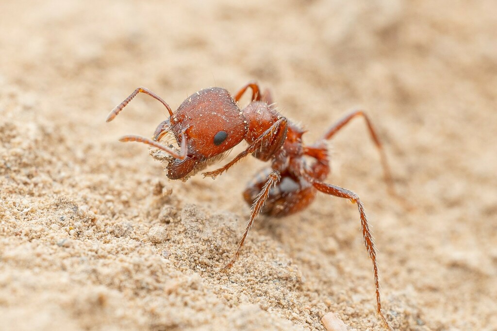 Desert Harvester Ant