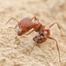 Desert Harvester Ant - Photo (c) Jake Nitta, some rights reserved (CC BY), uploaded by Jake Nitta