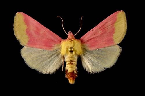Primrose Moth