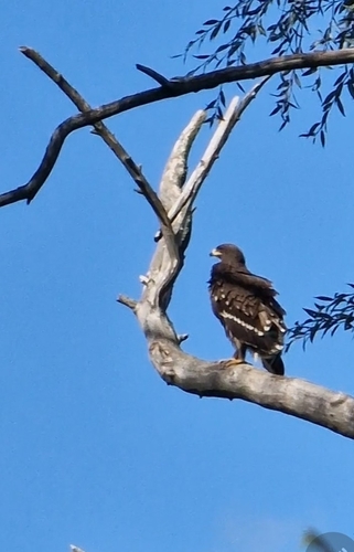 Aigle pomarin, jeune
