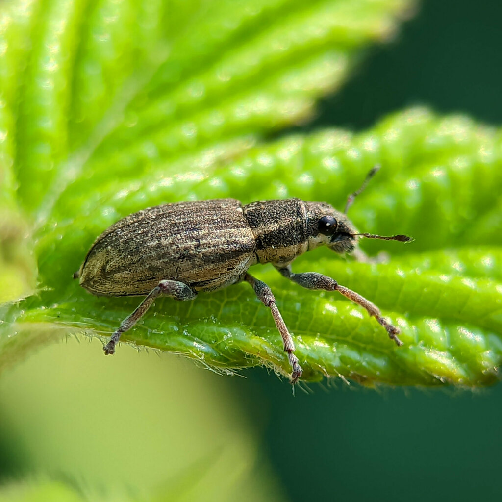 Sitona humeralis
