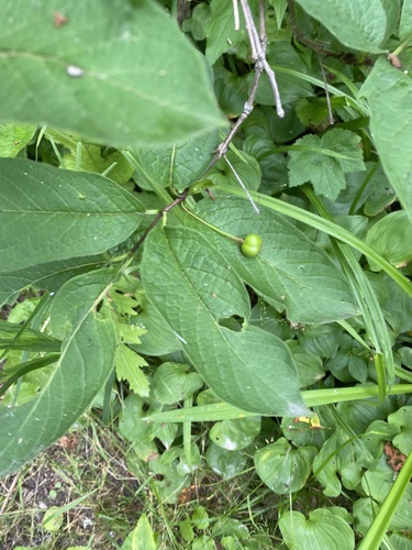 Lonicera glehnii, photograph 3