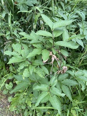 Lonicera glehnii, photograph Илья Руденко, CC BY, iNaturalist via GBIF