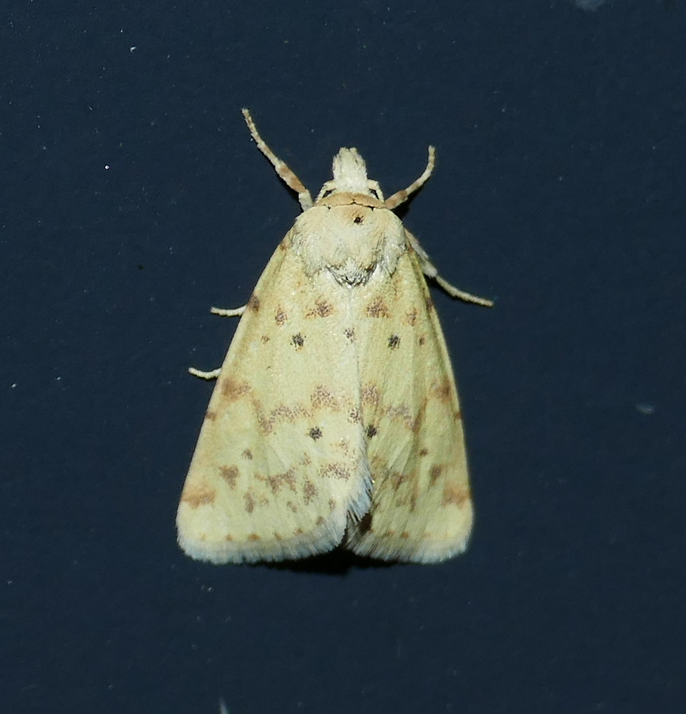 Azenia implora