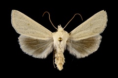 Copablepharon viridisparsa