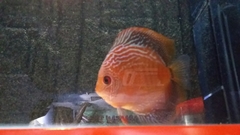 Symphysodon discus