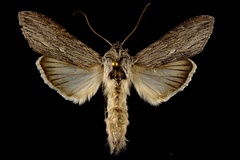 Cucullia speyeri