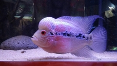 Amphilophus labiatus × cichlasoma trimaculatum