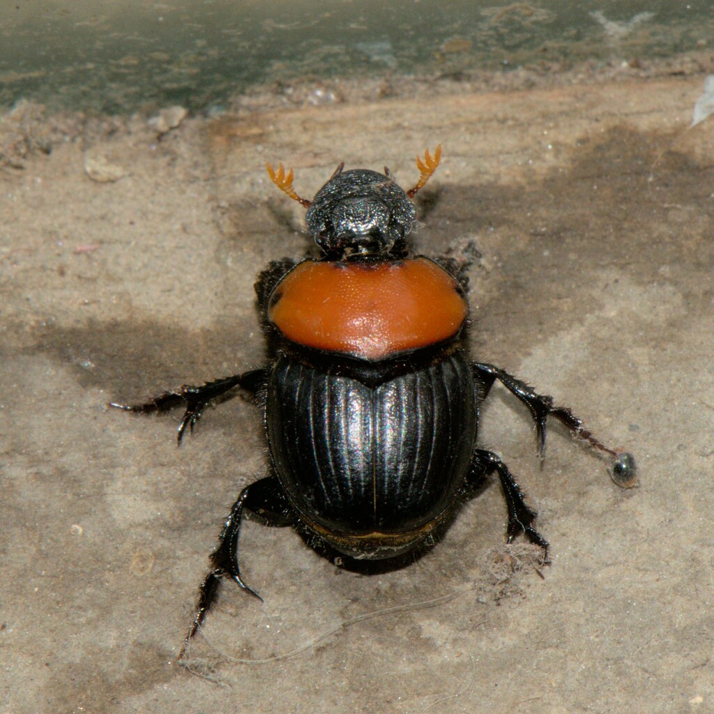 Macronthophagus