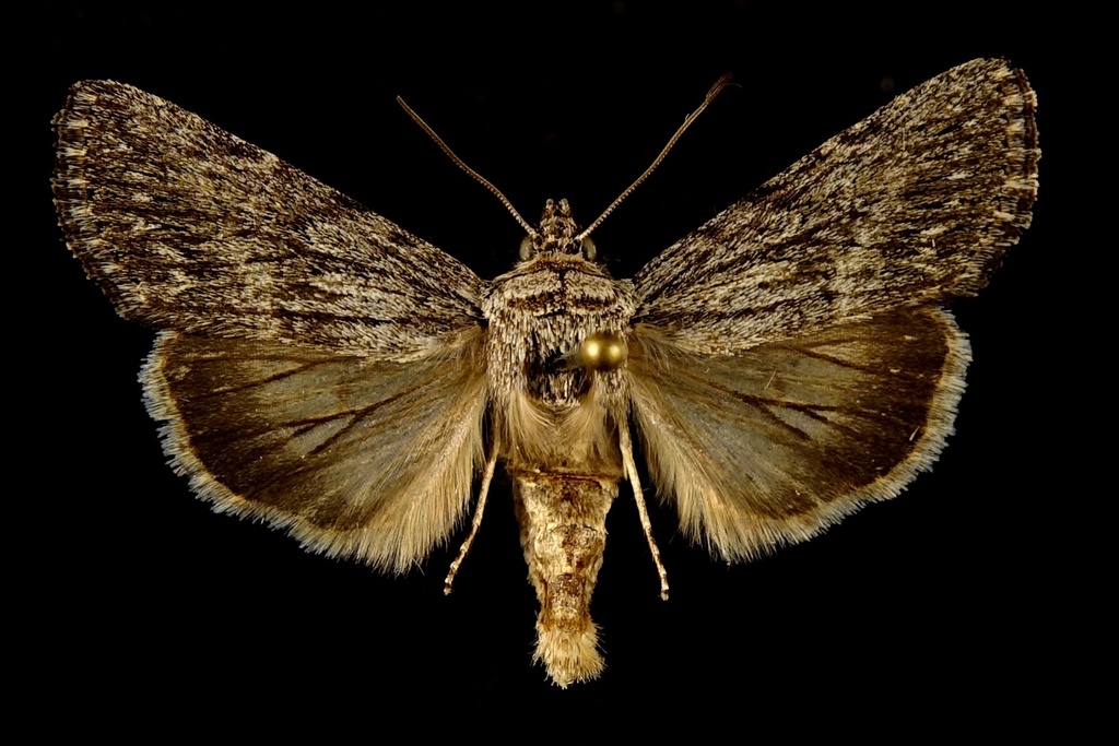 Sympistis chons