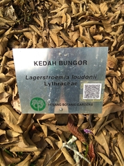 Lagerstroemia loudonii