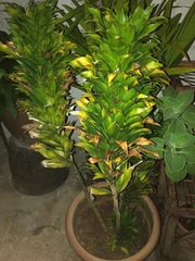 Dracaena fragrans compacta