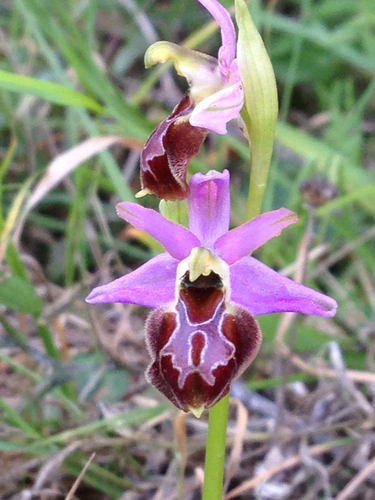 Early Spider Orchid (Ophrys arachnitiformis)