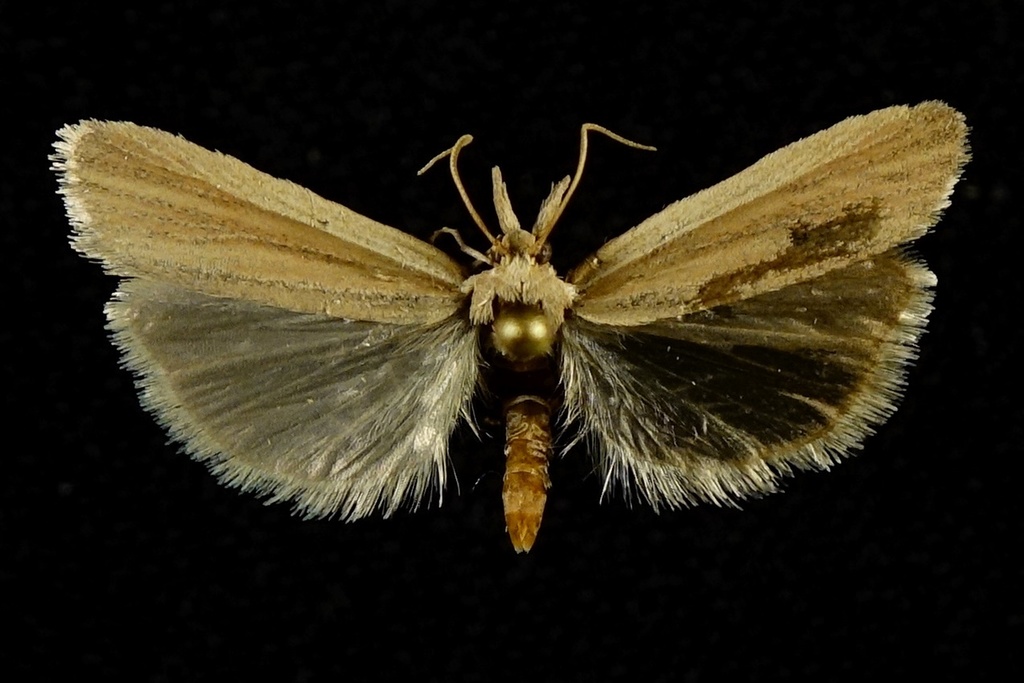 Dune Panic Grass Moth