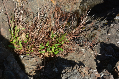 Image of Rumex transitorius by no rights reserved