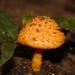 Cystoagaricus - Photo (c) i_c_riddell, alguns direitos reservados (CC BY), uploaded by i_c_riddell
