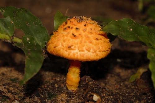 Cystoagaricus trisulphuratus image