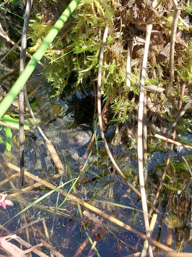 Yellow-bellied Toad, photo 9 of 10