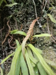 Pyrrosia linearifolia