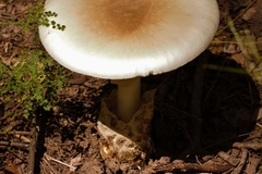 Amanita loosei
