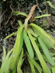 Pyrrosia linearifolia