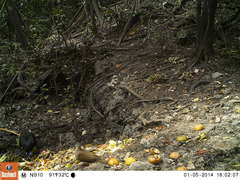 Leptotila plumbeiceps