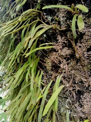 Pyrrosia linearifolia