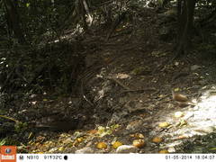 Leptotila plumbeiceps