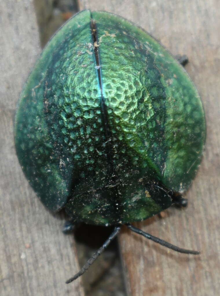 Eugenysa diringshofeni