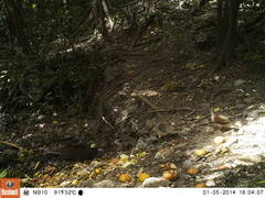 Leptotila plumbeiceps