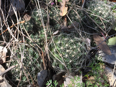 Escobaria missouriensis