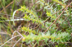 Saxifraga brachypoda, photograph Morten Ross, CC BY, iNaturalist via GBIF