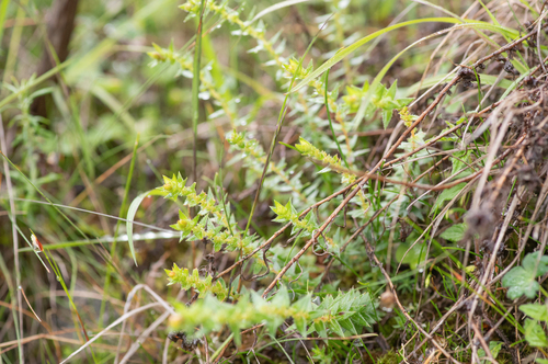 Saxifraga brachypoda, photograph 5