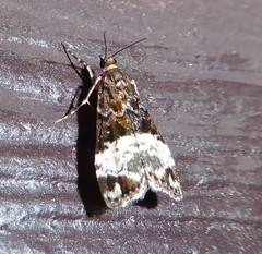 Scoparia minusculalis