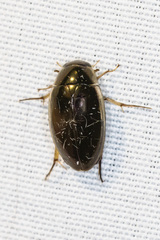 Tropisternus lateralis