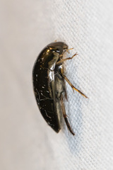 Tropisternus lateralis