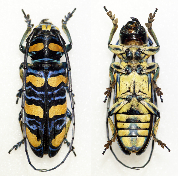 Anatragus