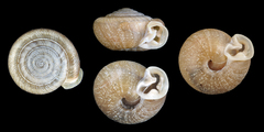 Image of Daedalochila auriformis