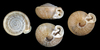 Rockpile Liptooth - Photo (c) John Slapcinsky, some rights reserved (CC BY-NC), uploaded by John Slapcinsky