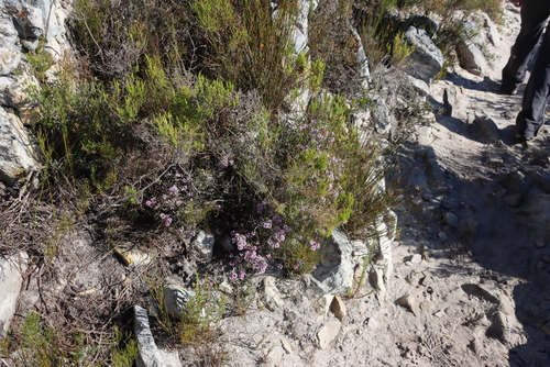 Image of Amphithalea ericifolia by (c) Tony Rebelo, some rights reserved (CC BY-SA)