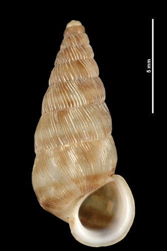 Cochlostome montagnard