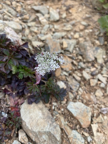 Tilingia ajanensis, photograph 6