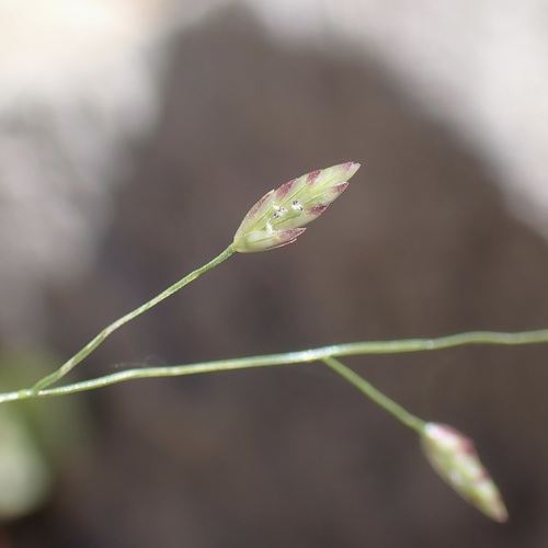 Mexican Lovegrass (Eragrostis mexicana)