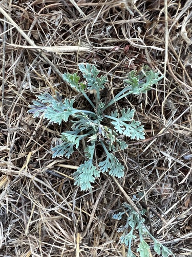 California Poppy foliage