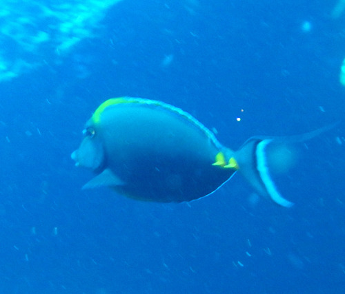 Photo of Elegant Unicornfish (Naso elegans)