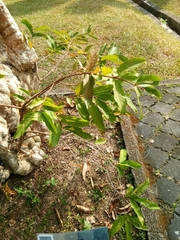 Lagerstroemia floribunda